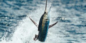 Top Tips for Landing Trophy Billfish on Cabo San Lucas Fishing Charters